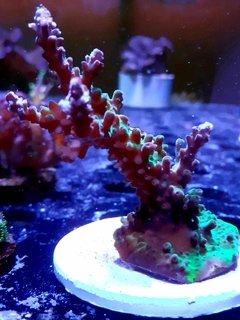 Frag acropora 78cm