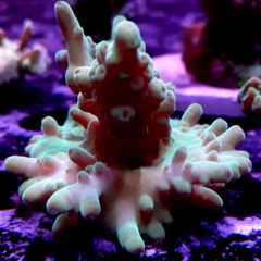Frag acropora 78cm