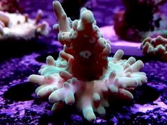 Frag acropora 78cm