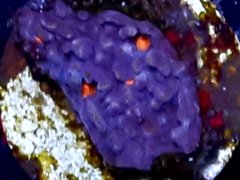 Frag echinophyllia chalice 5cm
