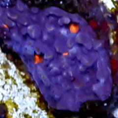 Frag echinophyllia chalice 5cm