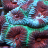 Frag favia bi color 3/4 bocas