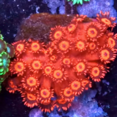 Frag goniopora lobatta red ultra (lps)