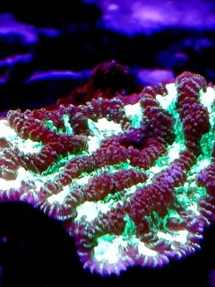 Frag merulina ampliata 6cm