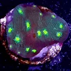 Frag seriatopora hyatrix 5cm