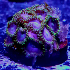 Frag zohas azul borde verde 10 pólipos