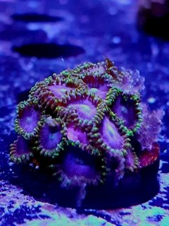 Frag zohas azul borde verde 10 pólipos