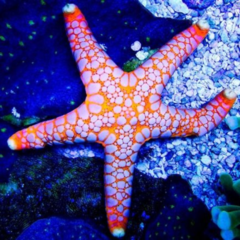 fromia elegans