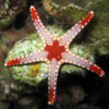fromia monilis