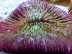 Funjia verde rde violeta 15cm diámetro
