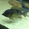 gnathochromis permaxilliaris 12-14 cm