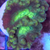 Goniastrea sp