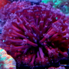 Goniopora lobatta cupper