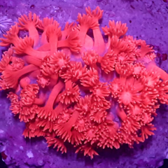 Goniopora lobatta red neon