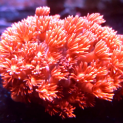 Goniopora lobatta roja