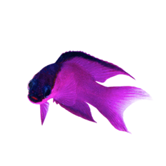 gramma melacara