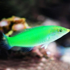 halichoeres chloropterus
