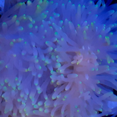 Heteractis crispa yellow tips 20 cm