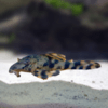 Hypancistrus polkadot híbrido