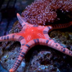 Iconaster longimanus