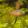 iriatherina werneri 