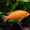 kenyi maylandia 4 cm