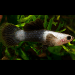lebiste panda macho 2 cm