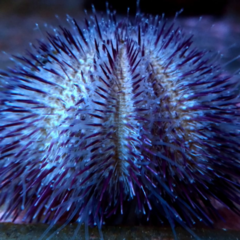 Lytechinus variegatus blue