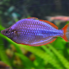 melanatoenia precox
