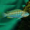 melanochromis exasperatus 7 cm