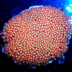 Microgoniopora stokesi  frag