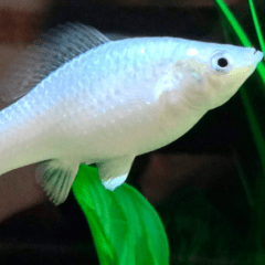 molly platino 5 cm