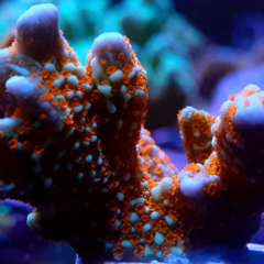 montipora digitatta red frag