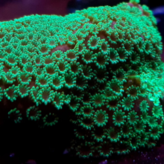 Montipora incrustante green polip frag 3cm