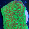 Montipora verde polipo rojo incrustante (Australia)