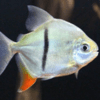 myloplus schomburgkii 5-6 cm