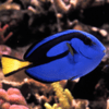 naso literatus elegans 12 cm