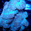 Nemenxophyllia turbida (fox coral ) 15cm