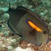 Acanthurus olivaceus