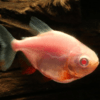 pacu albinos