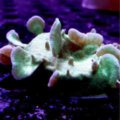 Pavona cactud frag 7cm