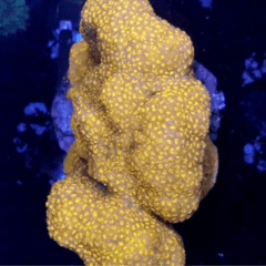 Pavona maldivensis Orange