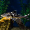 pimelodus tao ornatus 6-7 cm