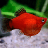 platis ballon