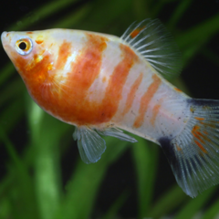 platy blanding heart
