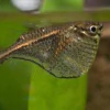 carnegiella marthae