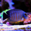 acanthurus tristis 