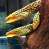 gymnothorax polyuranodon 30cm