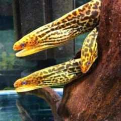 gymnothorax polyuranodon 30cm