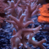 seriatopora-hystrix-pink-frag SPS